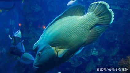 水族館是賣什么的啊知乎（北京動物園水族館）