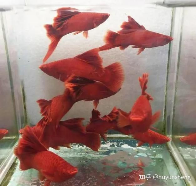 大型紅色觀賞魚有哪些種類的（大型紅色觀賞魚包括以下幾個(gè)種類及其特點(diǎn)及其特點(diǎn)） 大型紅色觀賞魚有哪些種類的（大型紅色觀賞魚包括以下幾個(gè)種類及其特點(diǎn)及其特點(diǎn)） 廣州孟吉爾 第1張