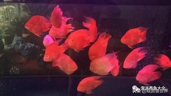 大型紅色觀賞魚有哪些種類的（大型紅色觀賞魚包括以下幾個(gè)種類及其特點(diǎn)及其特點(diǎn)） 大型紅色觀賞魚有哪些種類的（大型紅色觀賞魚包括以下幾個(gè)種類及其特點(diǎn)及其特點(diǎn)） 廣州孟吉爾 第3張
