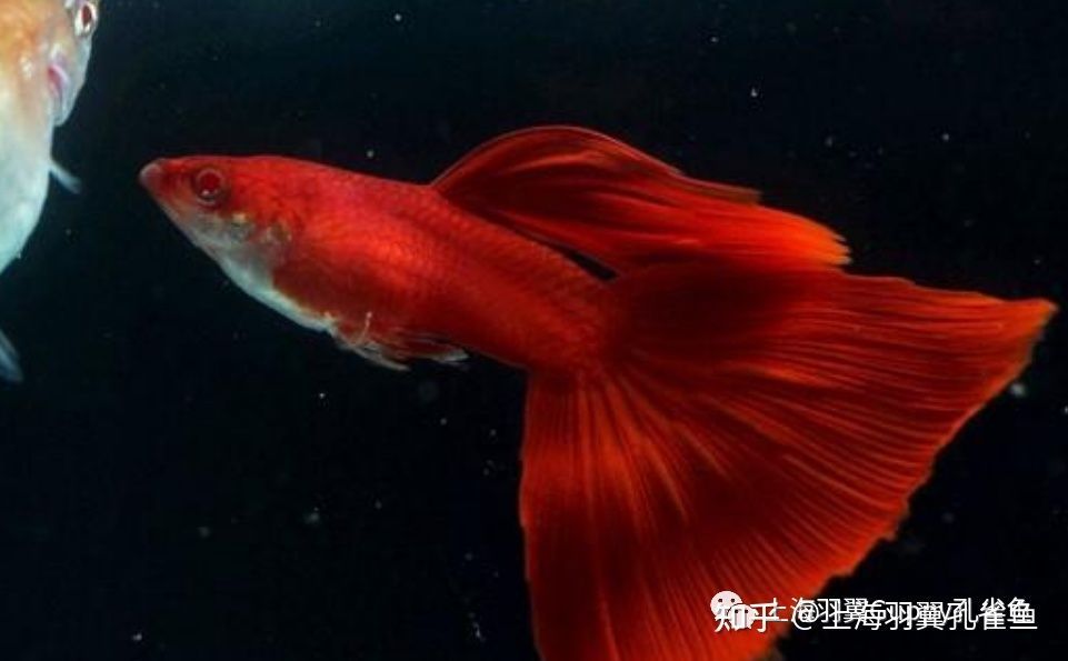 大型紅色觀賞魚有哪些種類的（大型紅色觀賞魚包括以下幾個(gè)種類及其特點(diǎn)及其特點(diǎn)） 大型紅色觀賞魚有哪些種類的（大型紅色觀賞魚包括以下幾個(gè)種類及其特點(diǎn)及其特點(diǎn)） 廣州孟吉爾 第4張