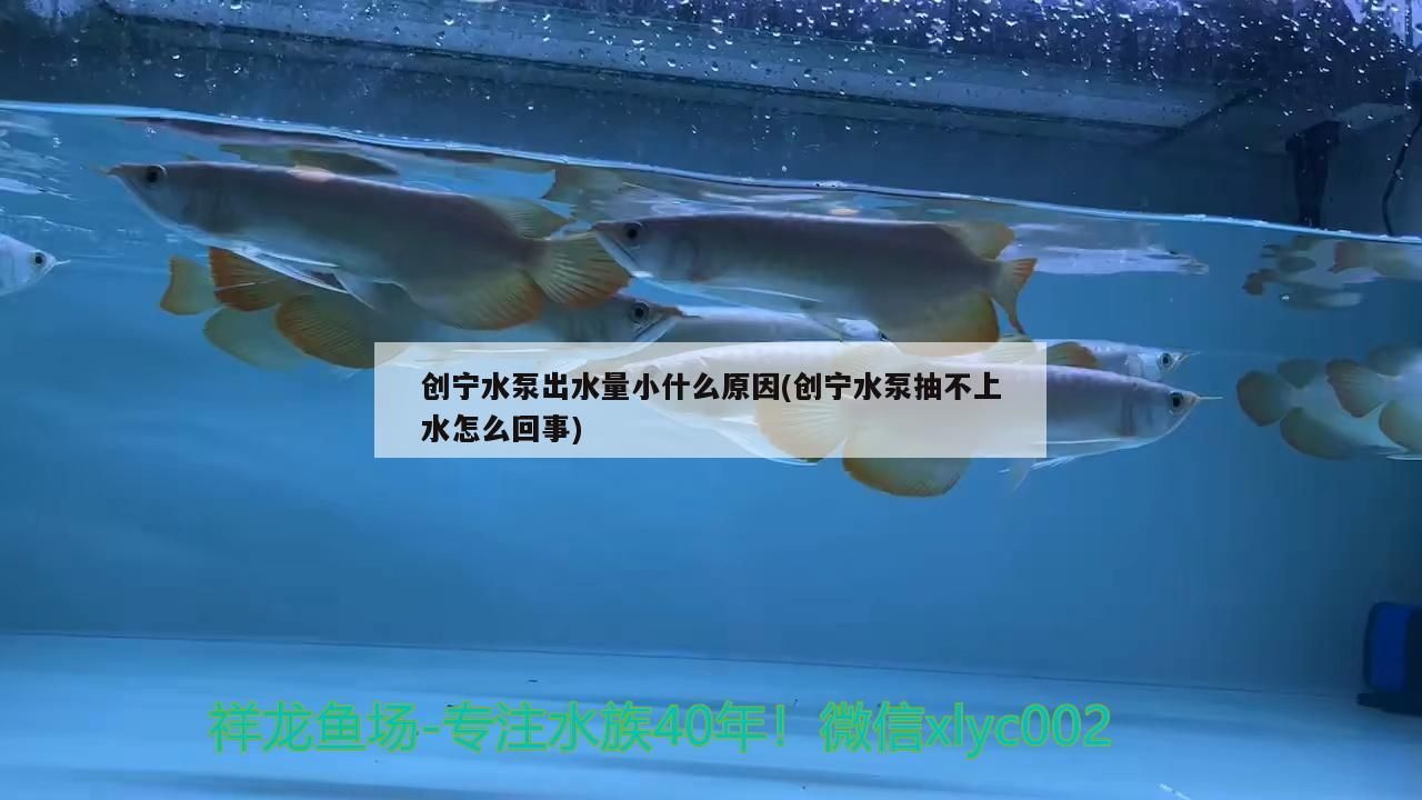 創寧水泵出水量小什么原因(創寧水泵抽不上水怎么回事)