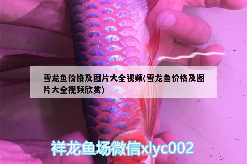 雪龍魚(yú)價(jià)格及圖片大全視頻(雪龍魚(yú)價(jià)格及圖片大全視頻欣賞)