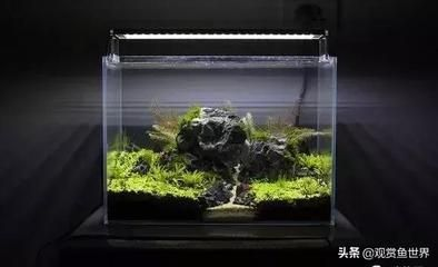 草缸養什么小型觀賞魚好看（適合草缸的一些小型觀賞魚推薦）