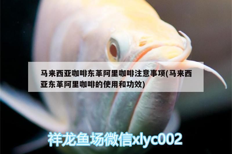 馬來西亞咖啡東革阿里咖啡注意事項(馬來西亞東革阿里咖啡的使用和功效)