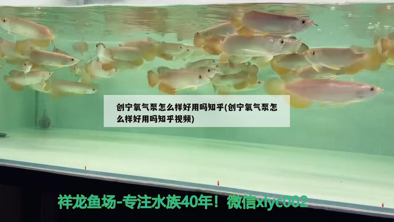 創寧氧氣泵怎么樣好用嗎知乎(創寧氧氣泵怎么樣好用嗎知乎視頻)