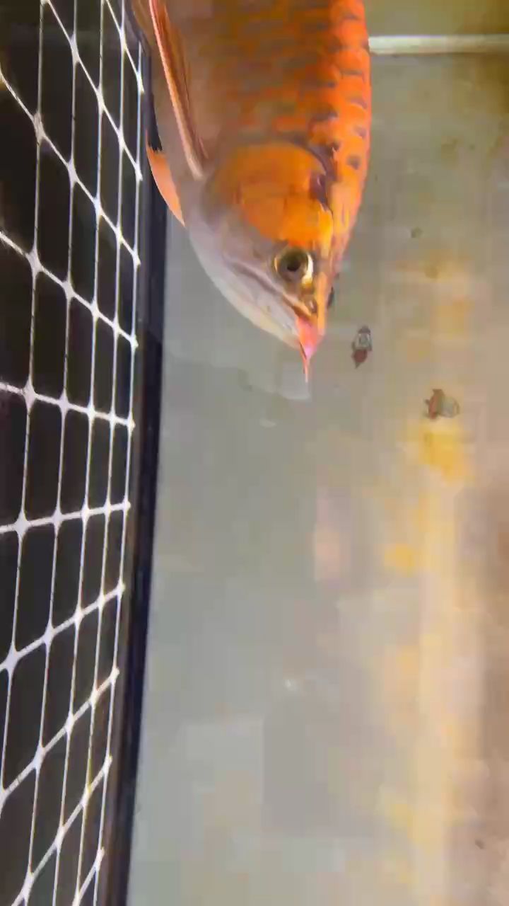 2周歲紅龍