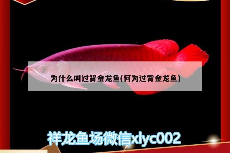 為什么叫過背金龍魚(何為過背金龍魚)