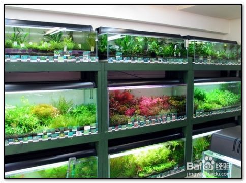 怎樣經營水族館店賺錢（初次創業水族館的經營方式） 怎樣經營水族館店賺錢（初次創業水族館的經營方式） 水族館百科（水族館加盟） 第3張