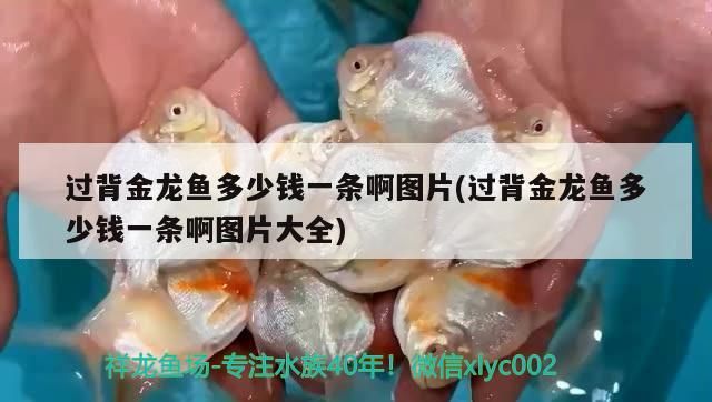 過背金龍魚多少錢一條啊圖片(過背金龍魚多少錢一條啊圖片大全) 過背金龍魚多少錢一條啊圖片(過背金龍魚多少錢一條啊圖片大全) 金龍魚百科