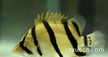 虎魚養多久才變黃：虎魚養多久變黃