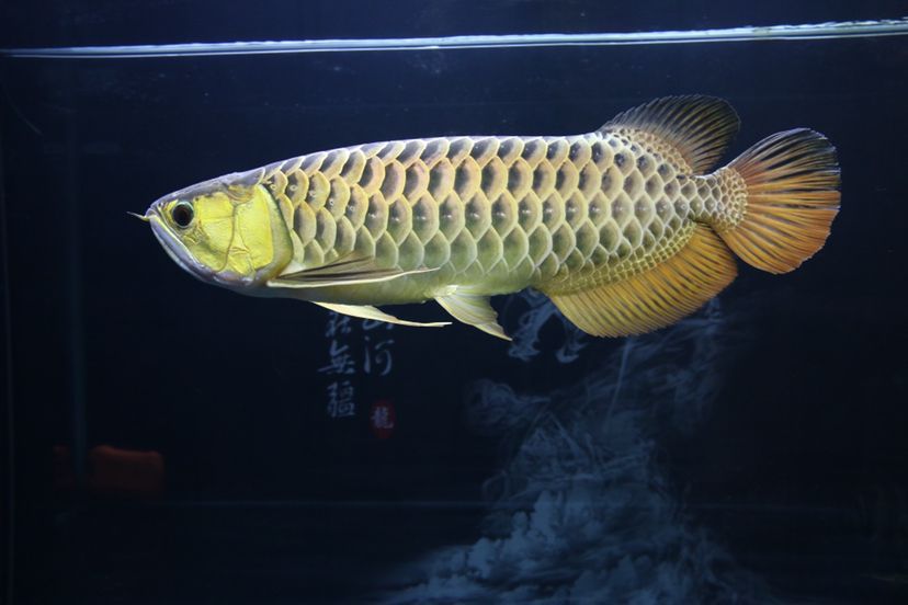南長區姜繼芬水族店