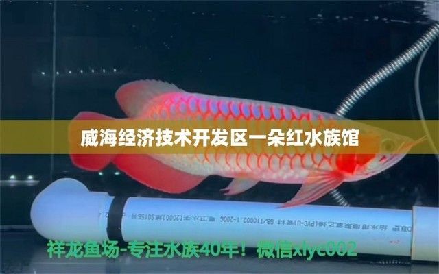 祥龍水族館互動體驗項目（祥龍水族館互動體驗項目介紹）
