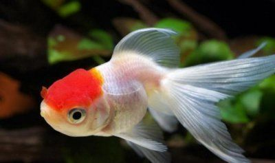 魚缸魚類品種，斑馬魚的生態(tài)習(xí)性介紹