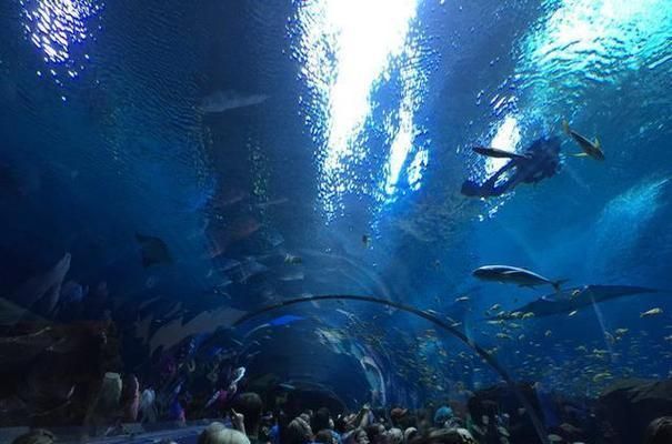 水族館中的魚（水族館中的一些代表性魚類及其詳細介紹，水族館魚種的觀賞價值）
