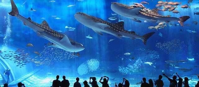 水族館中的魚（水族館中的一些代表性魚類及其詳細介紹，水族館魚種的觀賞價值）