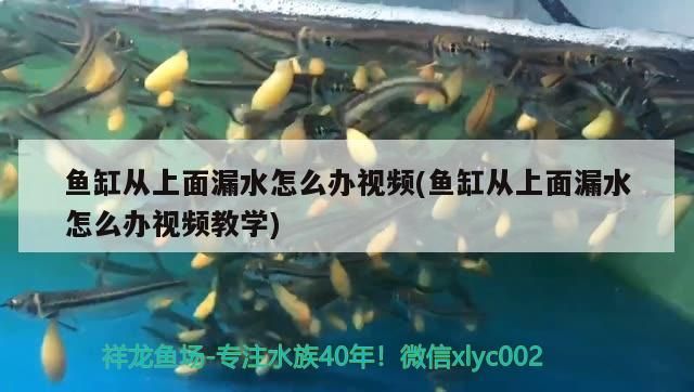魚缸從上面漏水怎么辦視頻(魚缸從上面漏水怎么辦視頻教學)