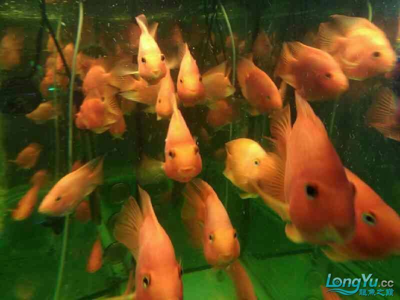 店里的魚兒 店里的魚兒 全國水族館企業名錄 第1張