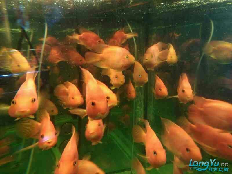 店里的魚兒 店里的魚兒 全國水族館企業名錄 第2張