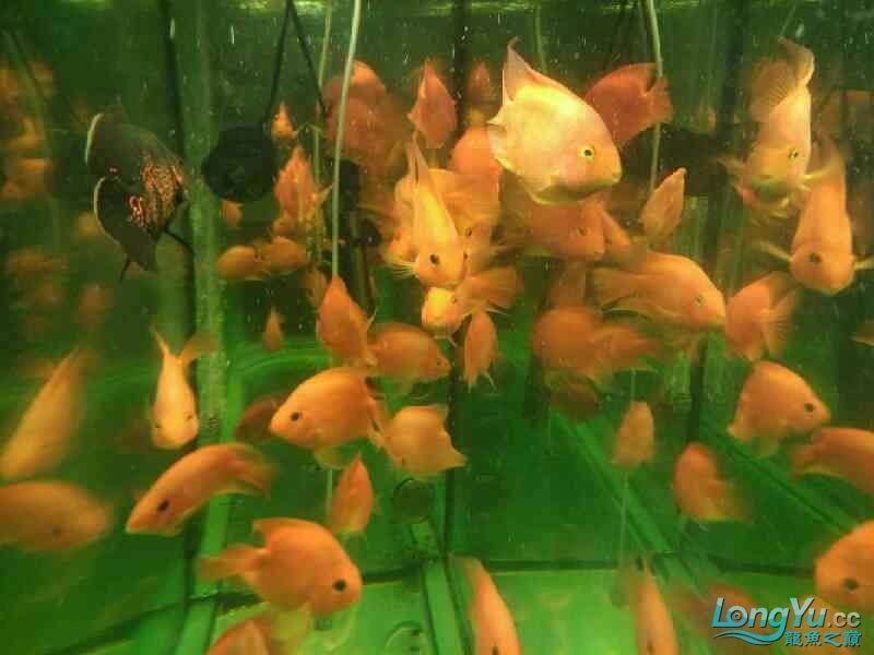 店里的魚兒 店里的魚兒 全國水族館企業名錄 第3張