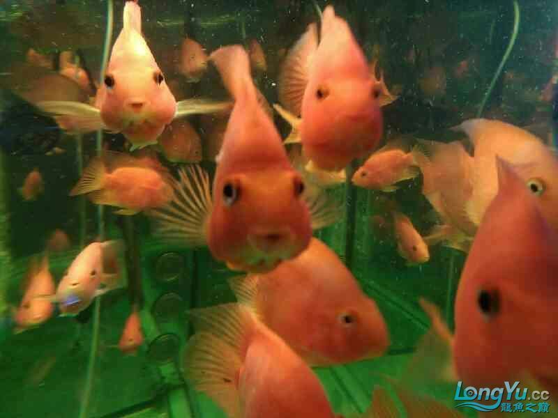 店里的魚兒 店里的魚兒 全國水族館企業名錄 第4張