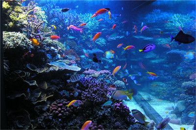品牌水族館加盟排行榜
