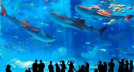 水族館靠什么盈利：水族館如何制定水族館門票價格策略
