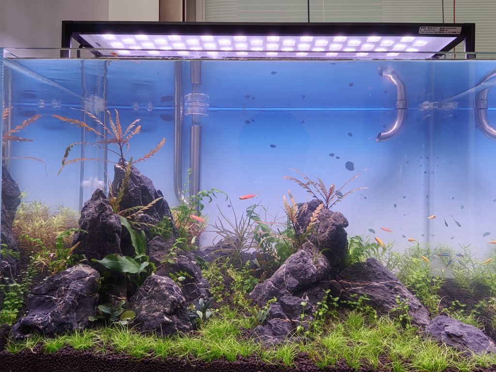 開缸第11天