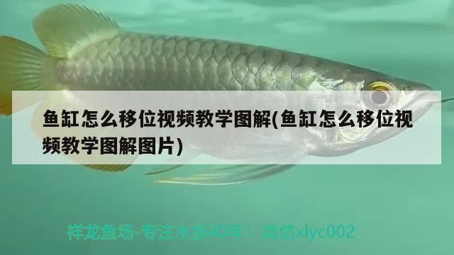 魚缸怎么移位視頻教學圖解(魚缸怎么移位視頻教學圖解圖片)