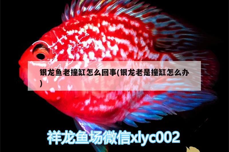 銀龍魚老撞缸怎么回事(銀龍老是撞缸怎么辦)