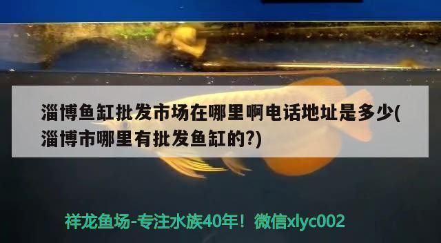 淄博魚缸批發(fā)市場在哪里啊電話地址是多少(淄博市哪里有批發(fā)魚缸的?)