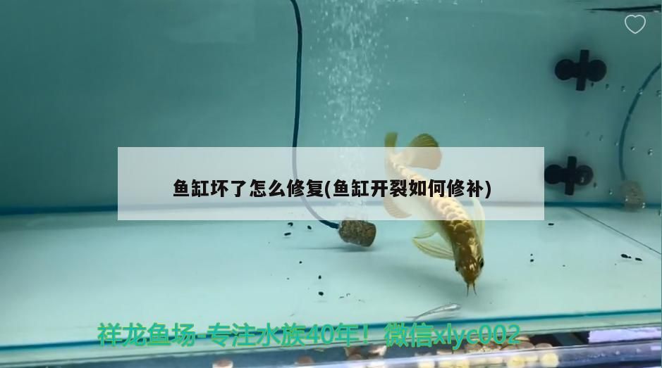 魚缸壞了怎么修復(魚缸開裂如何修補)