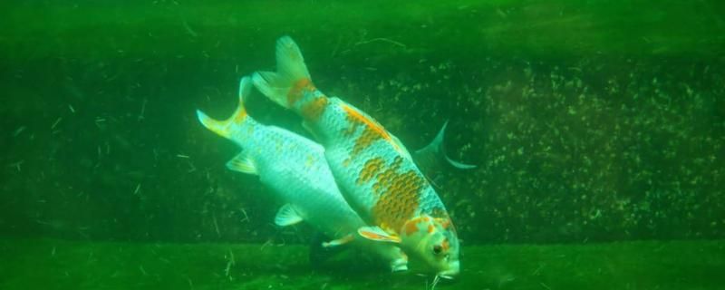 養(yǎng)殖錦鯉魚(yú)的新手需要注意什么新手怎么養(yǎng)錦鯉
