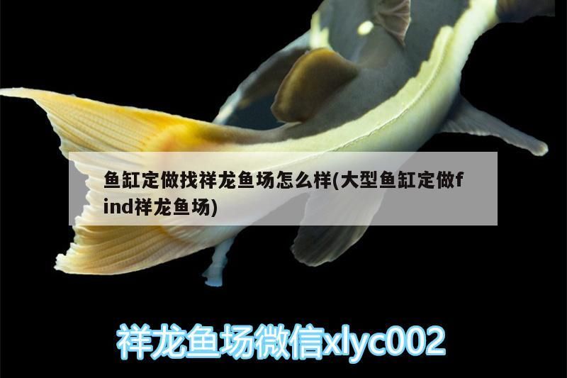 魚缸定做找祥龍魚場怎么樣(大型魚缸定做find祥龍魚場)