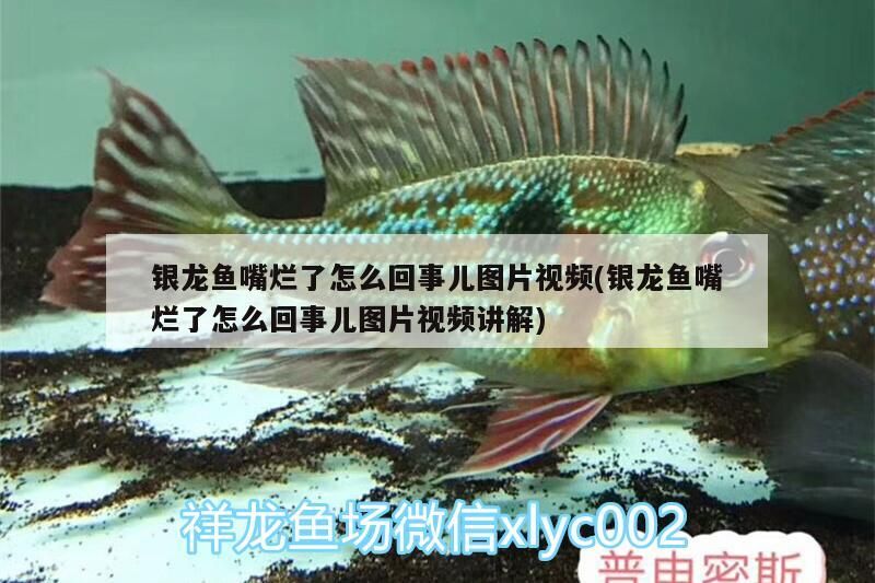 銀龍魚嘴爛了怎么回事兒圖片視頻(銀龍魚嘴爛了怎么回事兒圖片視頻講解)