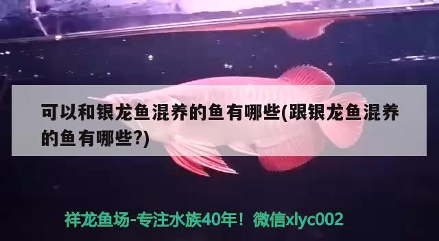 厚玻璃魚缸怎么敲碎(厚玻璃魚缸怎么敲碎視頻)