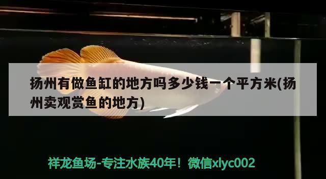 揚州有做魚缸的地方嗎多少錢一個平方米(揚州賣觀賞魚的地方) 揚州有做魚缸的地方嗎多少錢一個平方米(揚州賣觀賞魚的地方) 錦鯉魚百科