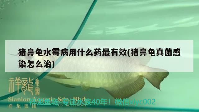 豬鼻龜水霉病用什么藥最有效(豬鼻龜真菌感染怎么治)