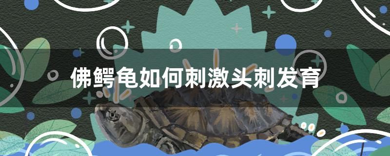 佛鱷龜如何刺激頭刺發(fā)育