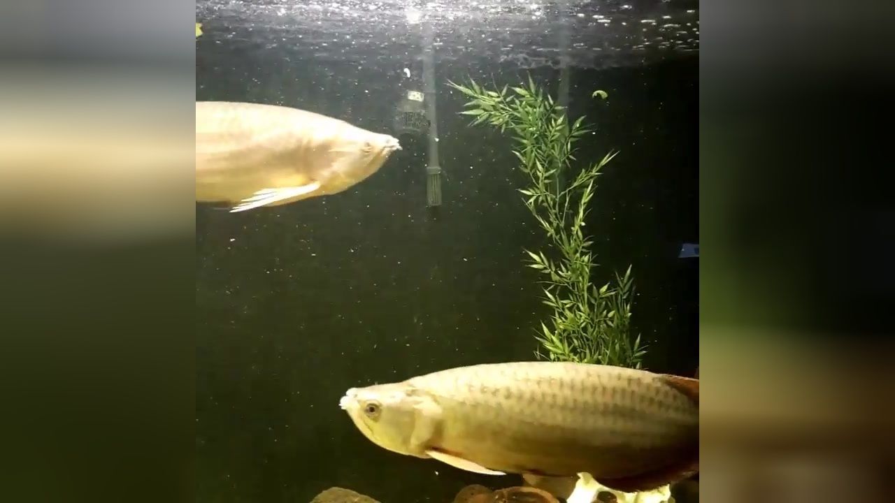 星點(diǎn)金龍魚幼魚飼料選擇：星點(diǎn)金龍魚幼魚人工飼料馴化技巧
