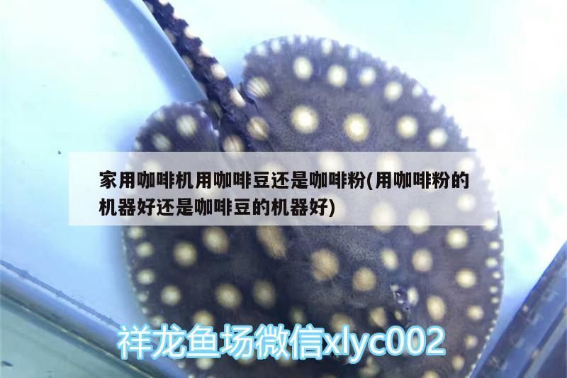 家用咖啡機用咖啡豆還是咖啡粉(用咖啡粉的機器好還是咖啡豆的機器好)