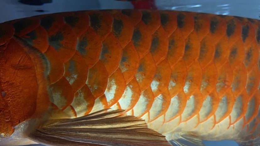 昭通水族批發市場孟吉爾～感受不一樣的發色模式