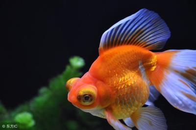 龍魚和金魚哪個好養一點，金魚和金魚的養殖環境和飼養要求比較，養殖環境的特殊要求