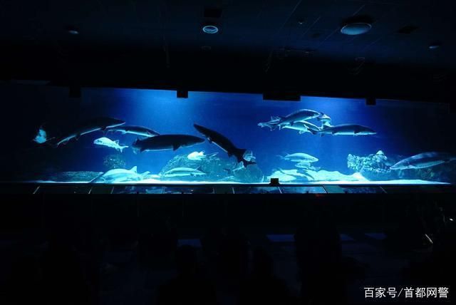 水族館好玩嗎現在還能去嗎（上海海洋水族館是一個適合各個年齡段游客的旅游目的地）