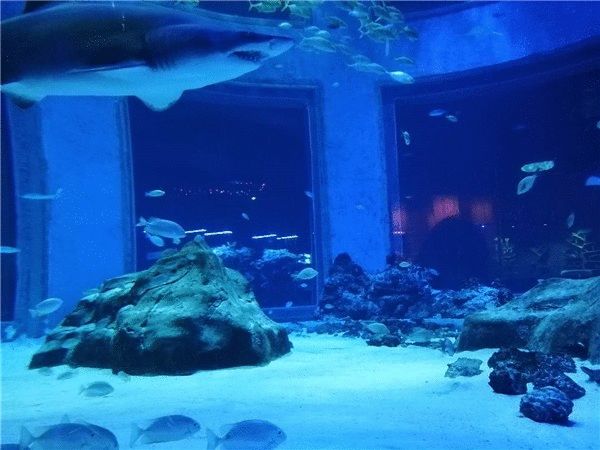 水族館好玩嗎現在還能去嗎（上海海洋水族館是一個適合各個年齡段游客的旅游目的地）