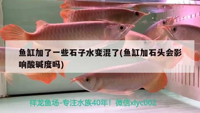 魚缸加了一些石子水變混了(魚缸加石頭會影響酸堿度嗎) 魚缸加了一些石子水變混了(魚缸加石頭會影響酸堿度嗎) iwish愛唯希品牌魚缸