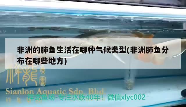 龍魚吃東西嚼嗎vs祥龍魚場：龍魚吃東西會咀嚼嗎