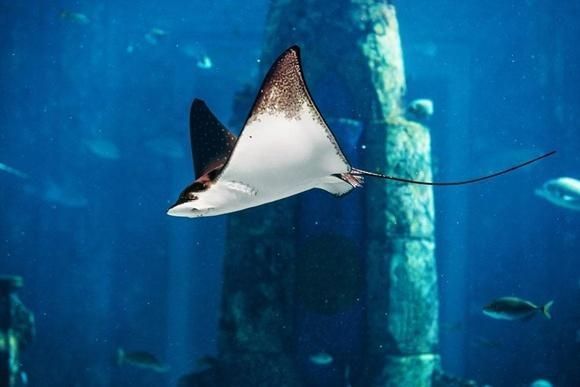 魟魚咬邊怎么辦:魟魚咬邊可能是由于魚之間發生爭斗或者其他原因導致的 魟魚百科 第2張 魟魚咬邊怎么辦:魟魚咬邊可能是由于魚之間發生爭斗或者其他原因導致的 魟魚咬邊怎么辦:魟魚咬邊可能是由于魚之間發生爭斗或者其他原因導致的 魟魚百科 第2張