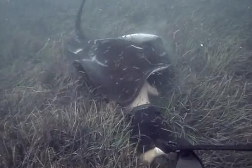 魟魚咬邊怎么辦：魟魚咬邊可能是由于魚之間發生爭斗或者其他原因導致的 魟魚咬邊怎么辦：魟魚咬邊可能是由于魚之間發生爭斗或者其他原因導致的 魟魚百科 第3張