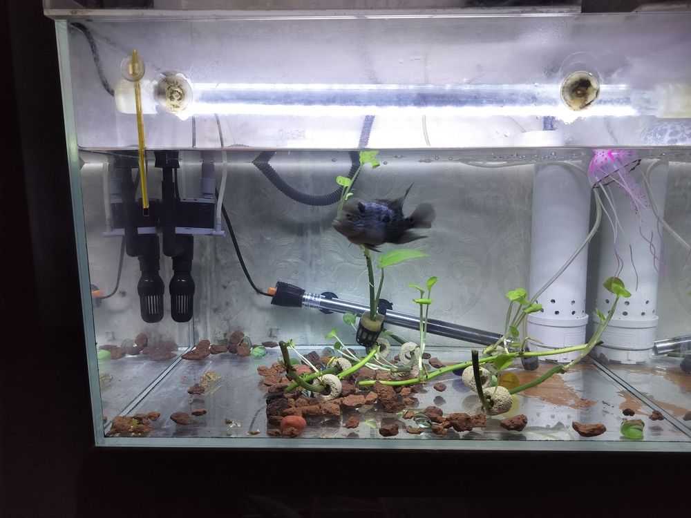 換水了清晰可見