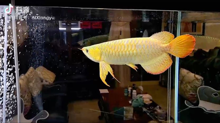 王就是王